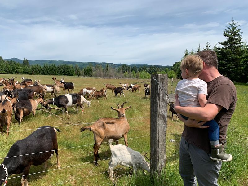 Where the Goats Roam in Gales Creek