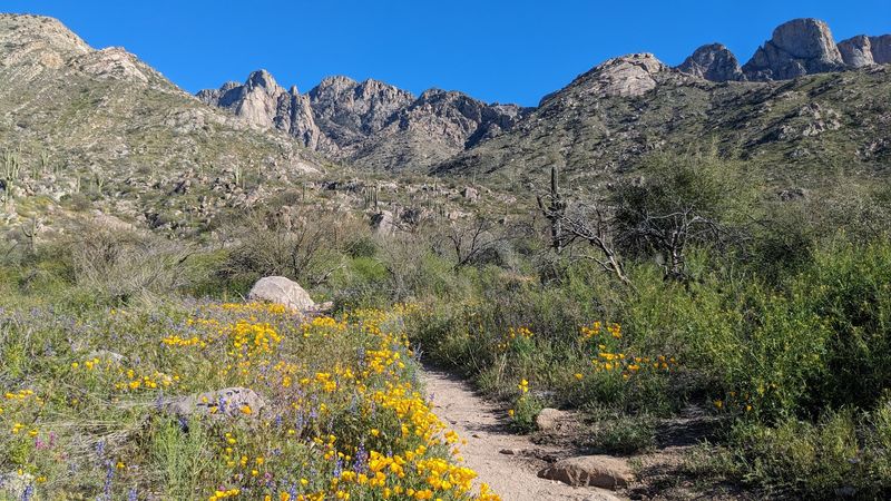 Where the Mountains Meet Tucson
