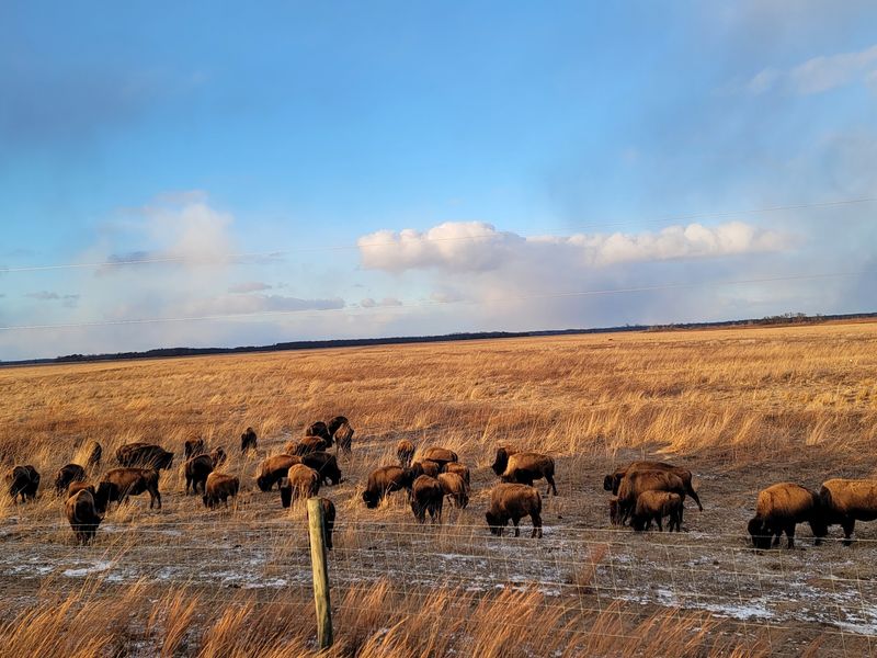 Where the Prairie Begins in Newton County