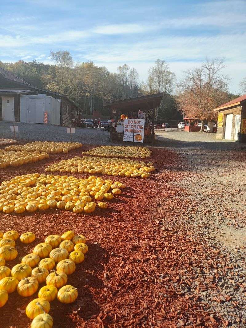 Why This Farm Becomes A Yearly Tradition Why This Farm Becomes A Yearly Tradition