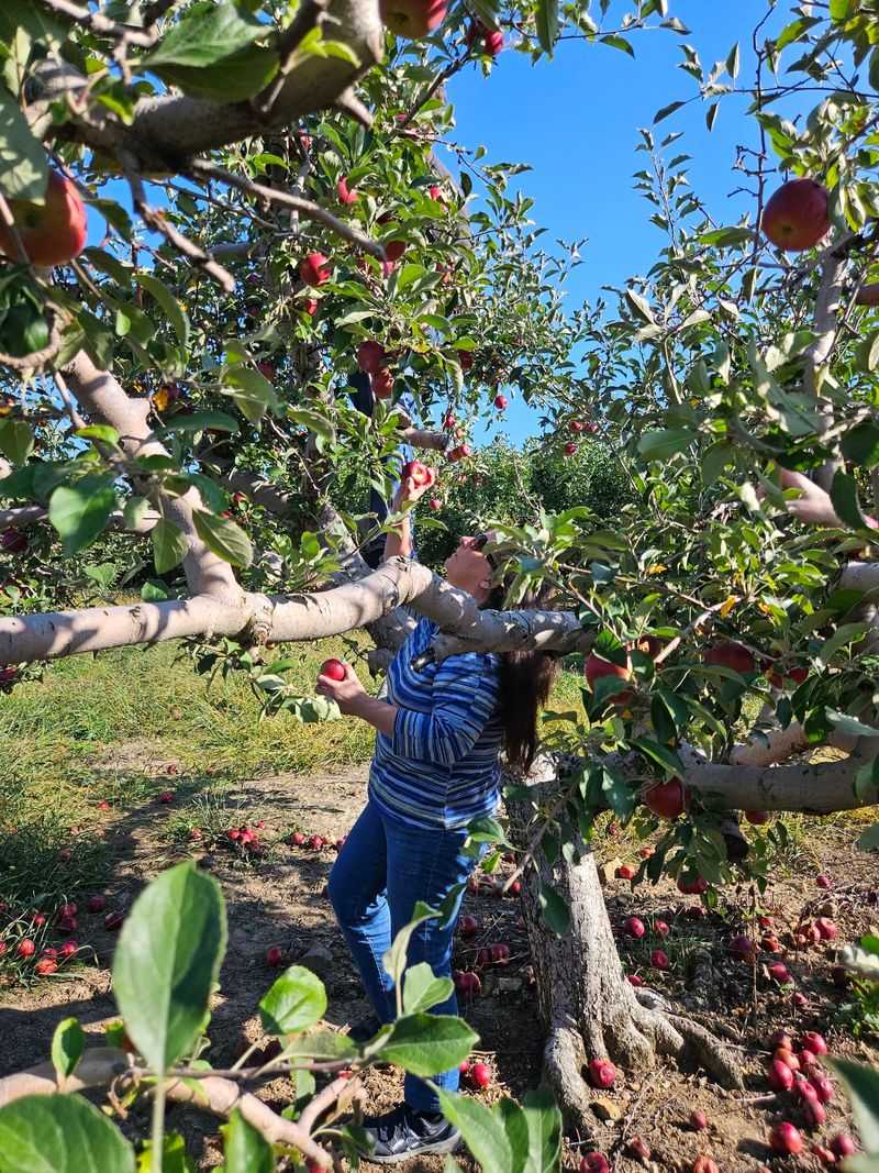 Why This Orchard Keeps Families Coming Back