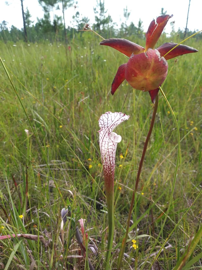 Why This Preserve Earns Its Praise