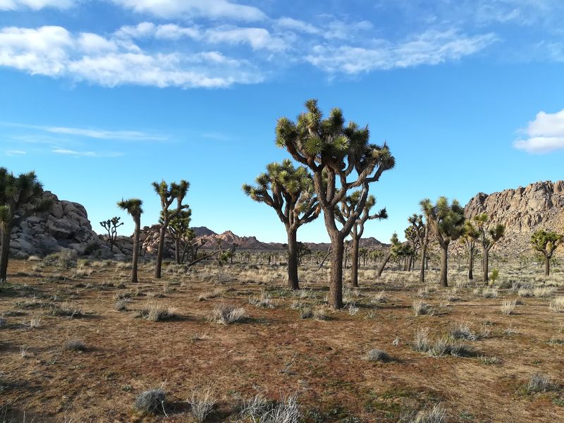 Why the Desert Keeps Calling People Back