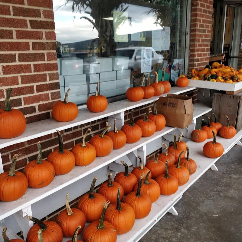 Why the Orchard Earns a Spot on Your Fall List
