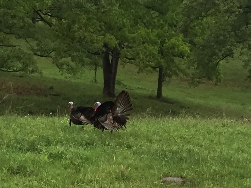 Wild Turkeys And Feathered Surprises Wild Turkeys And Feathered Surprises