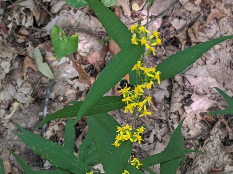 Wildflowers, Mushrooms, and Seasonal Surprises Wildflowers, Mushrooms, and Seasonal Surprises