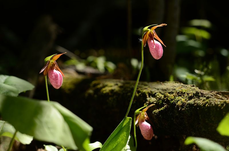 Wildflowers, Salmon, And Surprising Critters Wildflowers, Salmon, And Surprising Critters