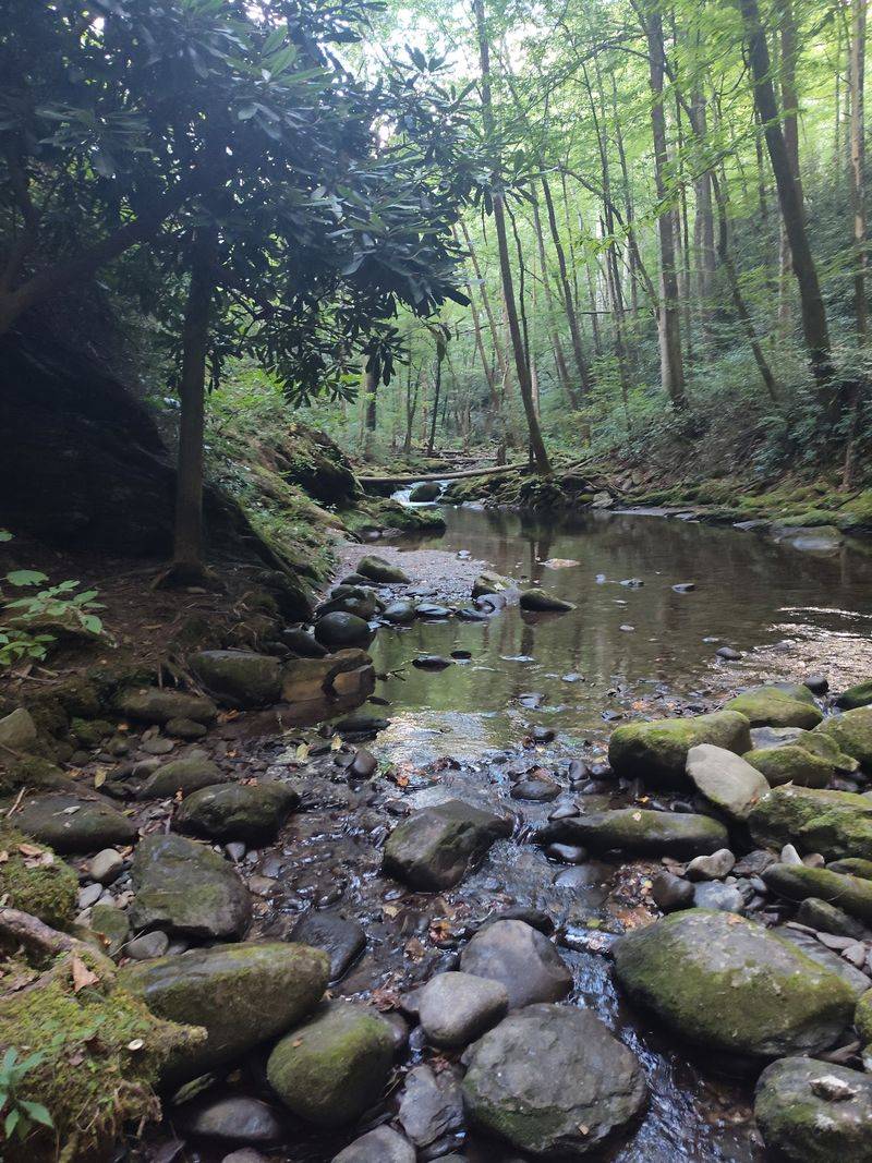 Wildlife And Woodland Views Along The Path