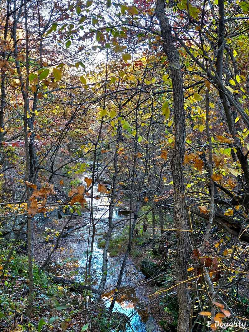 Wildlife And Woodpeckers