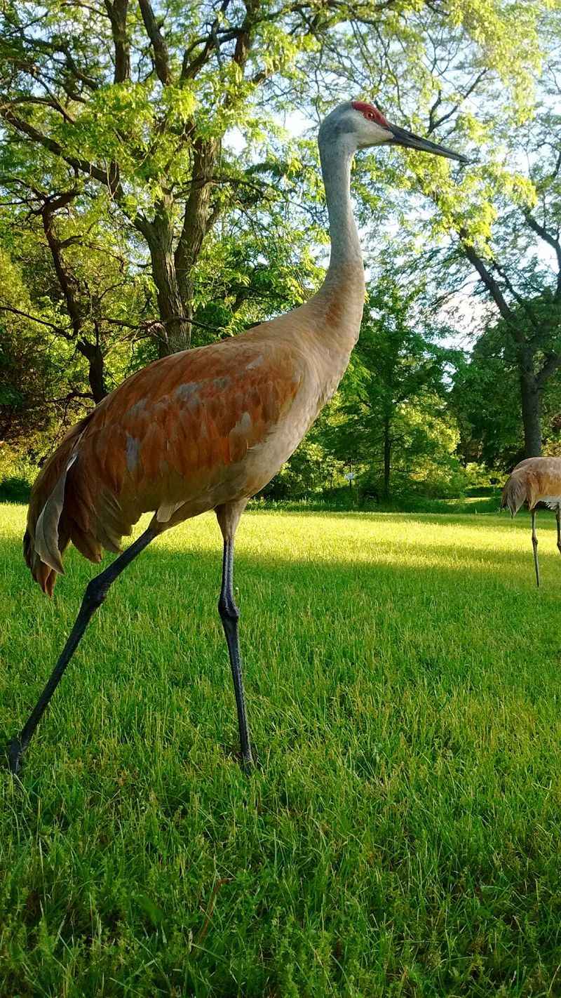 Wildlife, Birds, And Big Old Trees Wildlife, Birds, And Big Old Trees