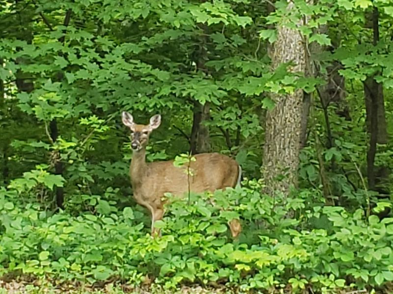 Wildlife, Birds, and Bald Eagles