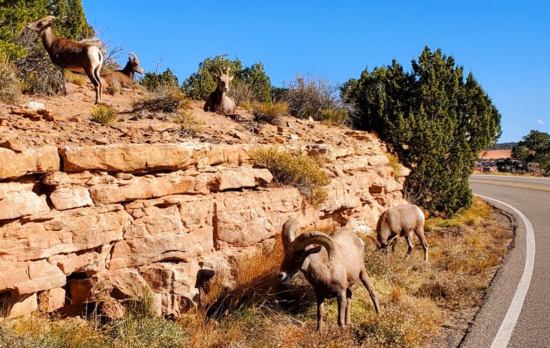Wildlife On The Rocks