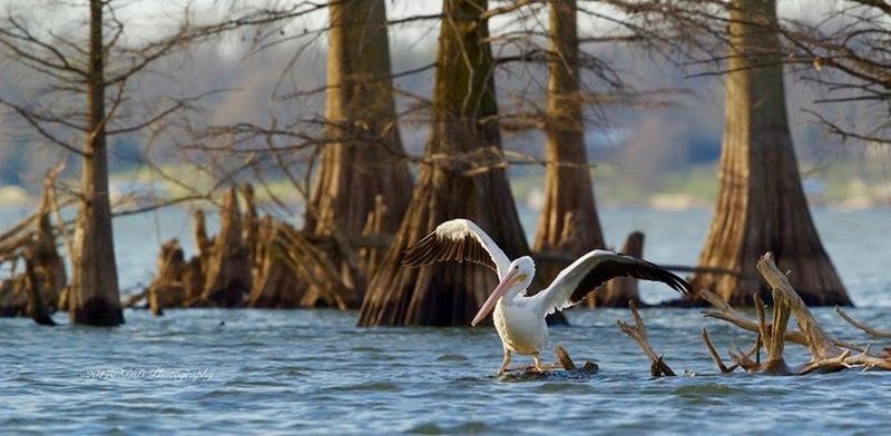 Wildlife That Steals The Show Wildlife That Steals The Show