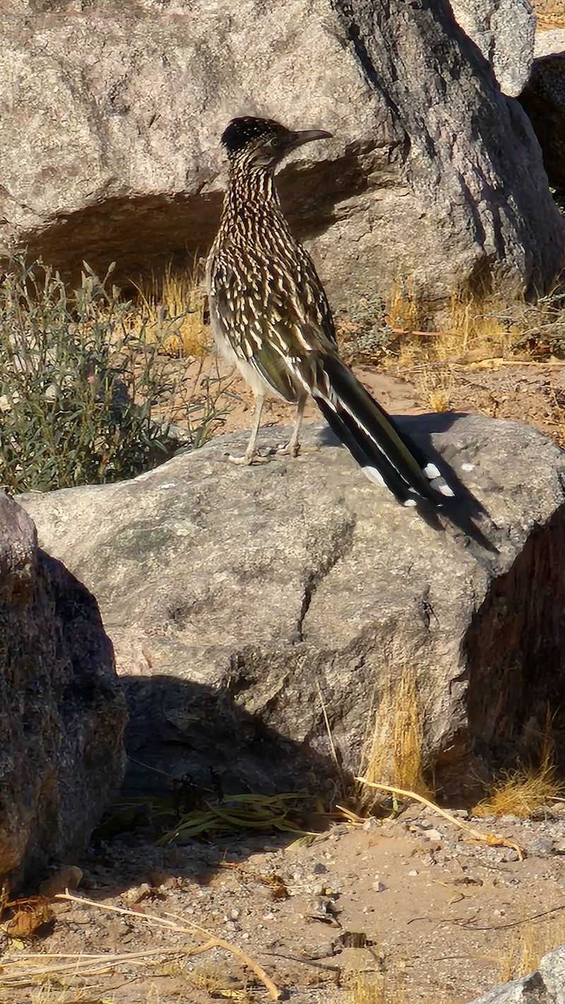 Wildlife That Steals The Spotlight Wildlife That Steals The Spotlight