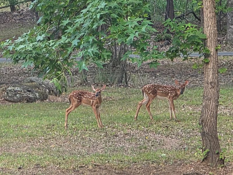 Wildlife Wandering Through Camp Wildlife Wandering Through Camp
