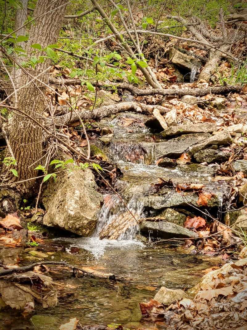 Wildlife, Water Trickles And Woodland Details