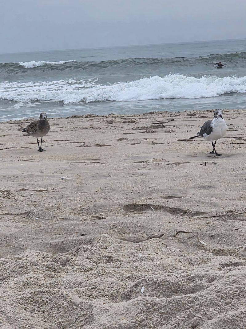 Wildlife Well Beyond The Ponies