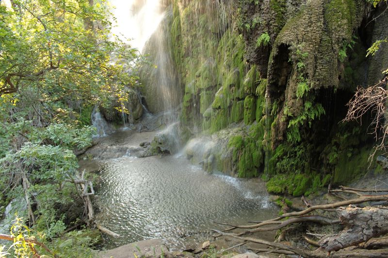 Wildlife and Native Plants Along the Way