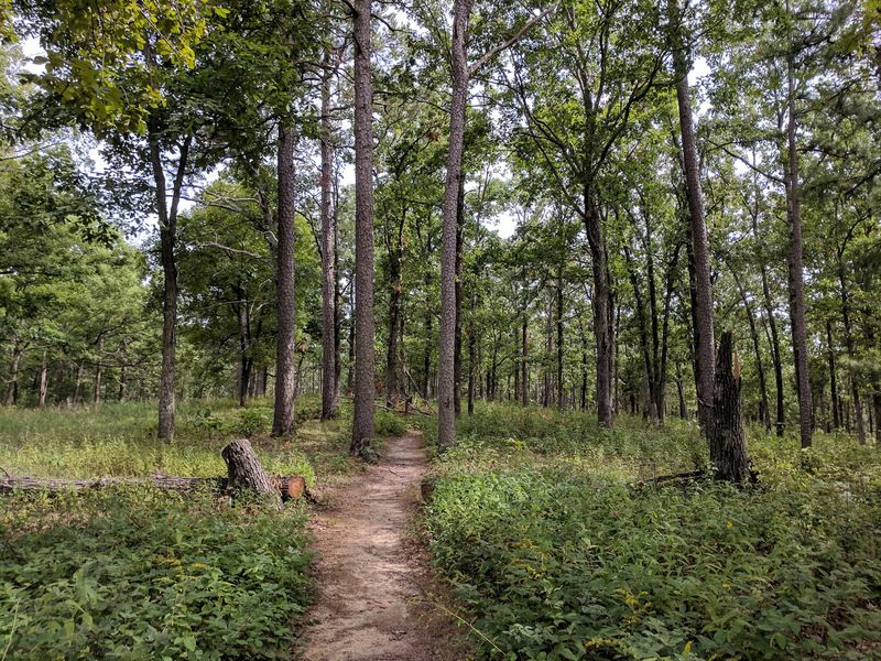 Wildlife and Wildflowers Along the Way