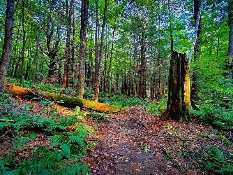 Wildlife and Woodland Surprises