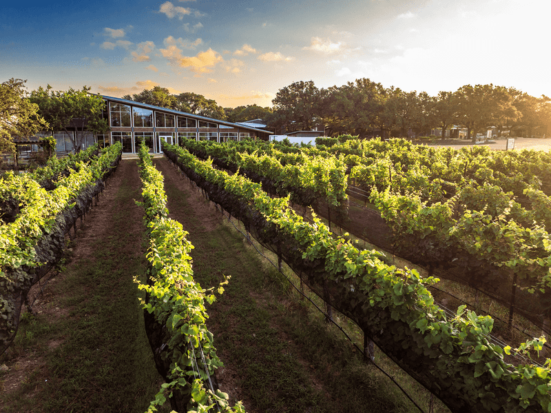 William Chris Vineyards, Hye, Texas