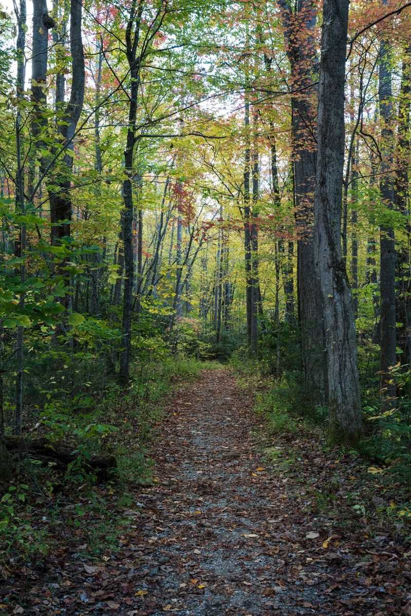 Wooded Trails That Reward The Climb