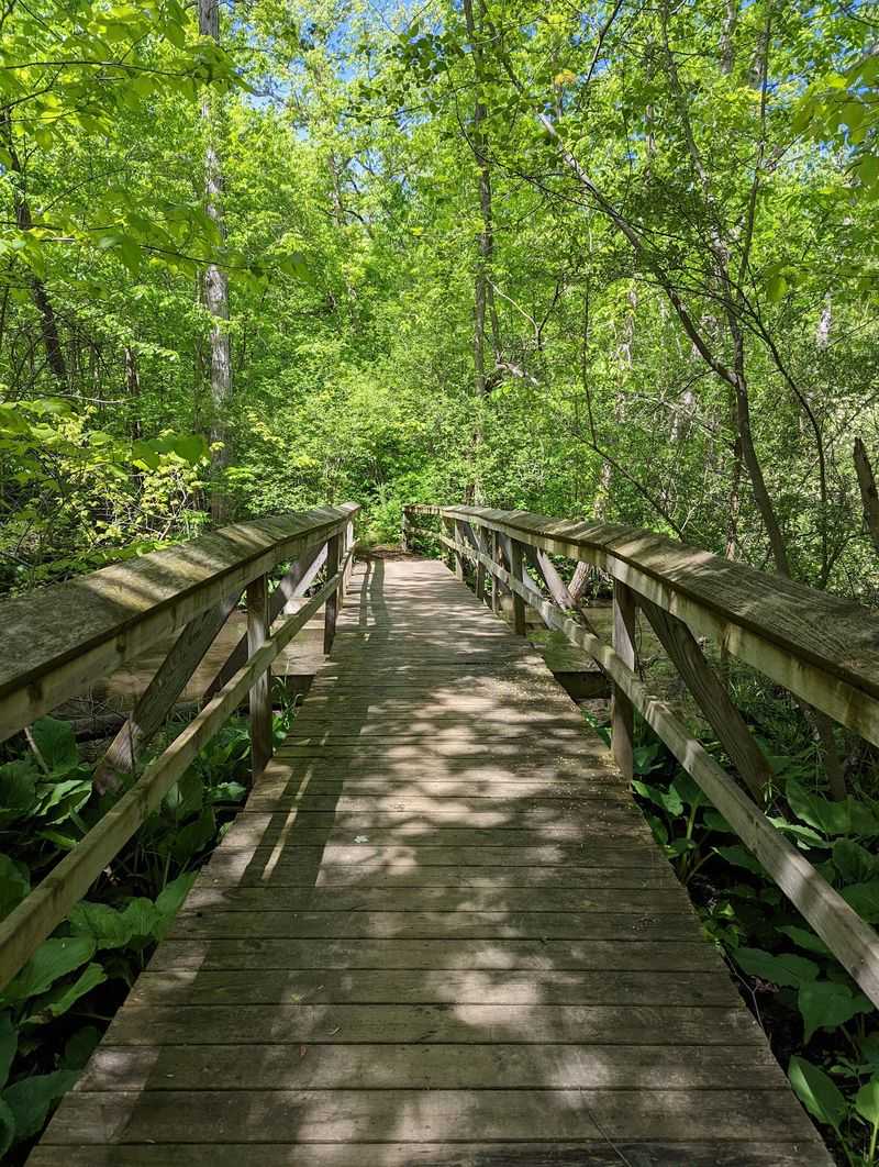Woodland Hiking Paths For Every Mood Woodland Hiking Paths For Every Mood