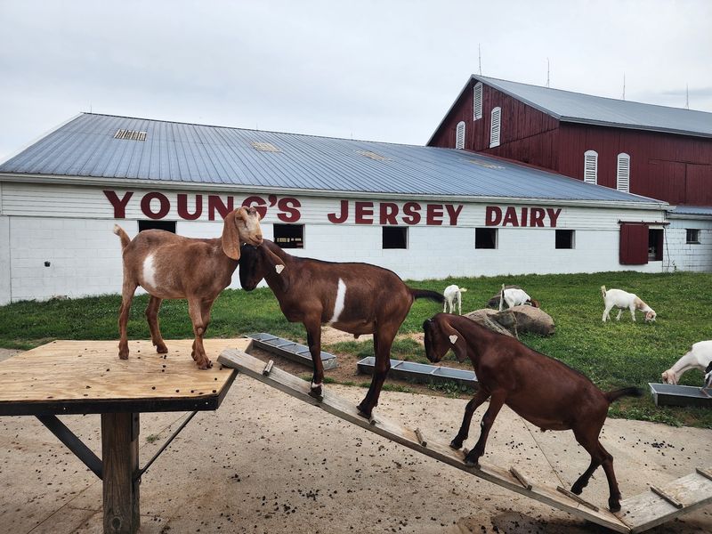 Young's Jersey Dairy, Yellow Springs, Ohio Young's Jersey Dairy, Yellow Springs, Ohio