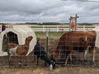Pumpkin Patches, Corn Mazes, And Hayrides Fill These 7 Wisconsin Farms This October