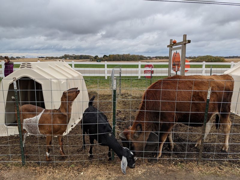 Pumpkin Patches, Corn Mazes, And Hayrides Fill These 7 Wisconsin Farms This October