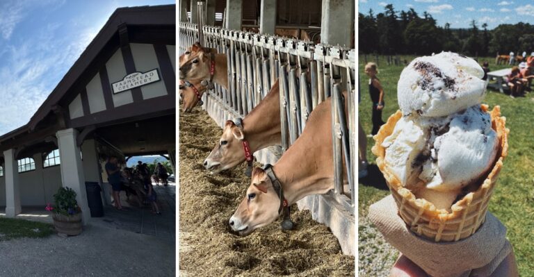 This Massachusetts Dairy Farm Scoops Ice Cream From Its Own Jersey Herd, With Calves to Pet Out Back