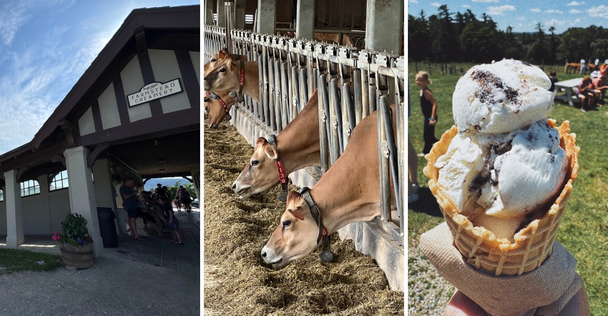 This Massachusetts Dairy Farm Scoops Ice Cream From Its Own Jersey Herd, With Calves to Pet Out Back