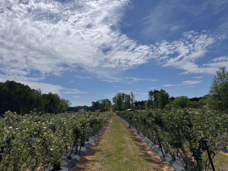 Kids Turn Loose For Hours At These 8 North Carolina Berry Farms Where You Pick Your Own