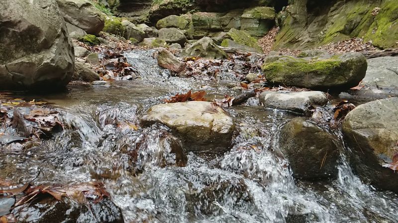 Ferns And Mossy Sandstone Walls Line This Narrow Gorge Trail In Southern Wisconsin