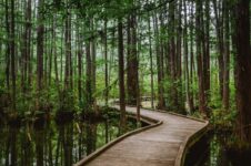 This Quiet South Carolina State Park Wraps A Cypress Swamp In Miles Of Boardwalk Trails