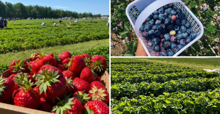 9 Maryland Farm Stands Where You Can Pick Your Own Strawberries Come Late Spring