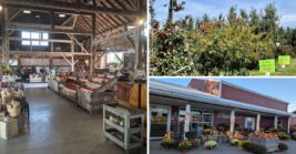 Some Of Ohio’s Best Apple Cider Comes From These 7 Family Orchards Pressing It Fresh
