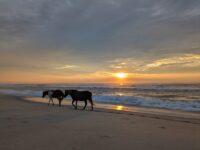 On A Narrow Barrier Island In Maryland, This State Park Lines A Quiet, Sandy Shore Where Wild Horses Roam