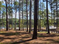 Louisiana Hides A Quiet Lakeside State Park With A Sandy Swimming Beach, Wooded Nature Trails, And Easy Fishing