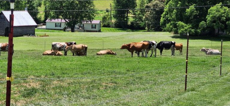 Sit and Watch the Cows at This Tennessee Farm Creamery Scooping Ice Cream Made From Their Milk