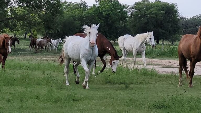 6 Texas Dude Ranches Where You Can Saddle Up And Sleep Under The Stars