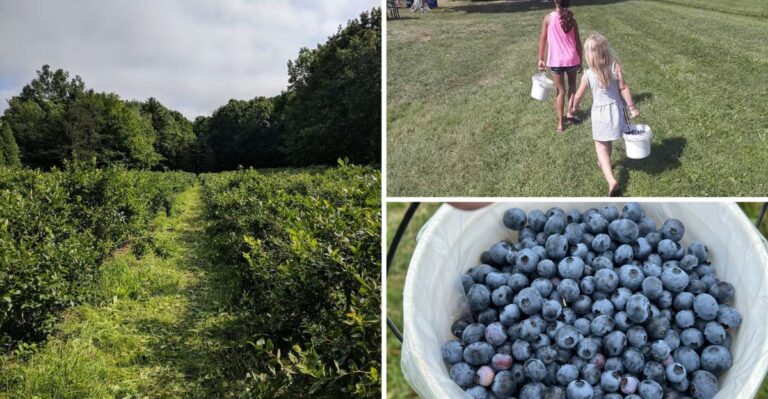You Can Pick Your Own Blueberries By The Bucket At This South Haven Farm