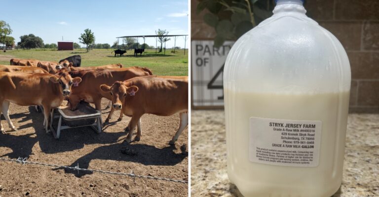 This Old-School Dairy Near Waco Pours Chocolate Milk From Cows Grazing Just Outside