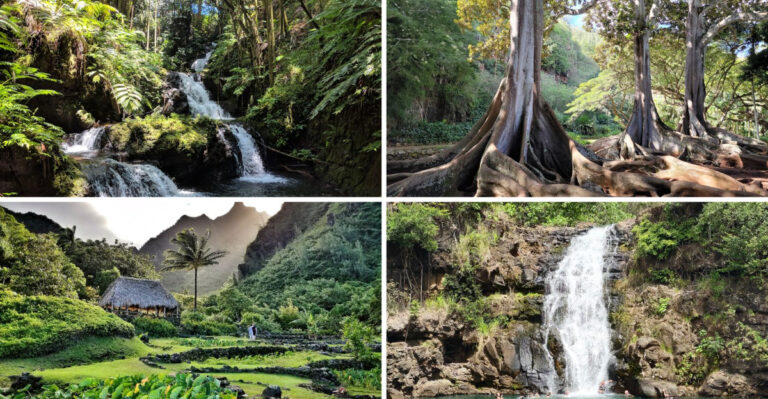 These 7 Hawaii Botanical Gardens Let You Wander Rainforest Trails Past Waterfalls And Rare Blooms