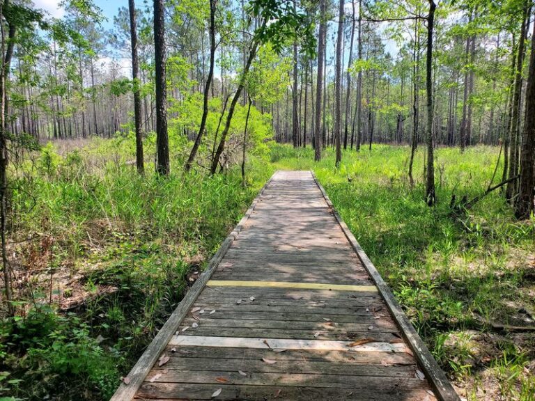 A Short Boardwalk At This Alabama Preserve Leads Straight Into A Cypress Swamp