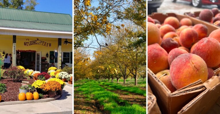 Food Lovers Will Want To Stop At All 8 Of These North Carolina Farm Stands