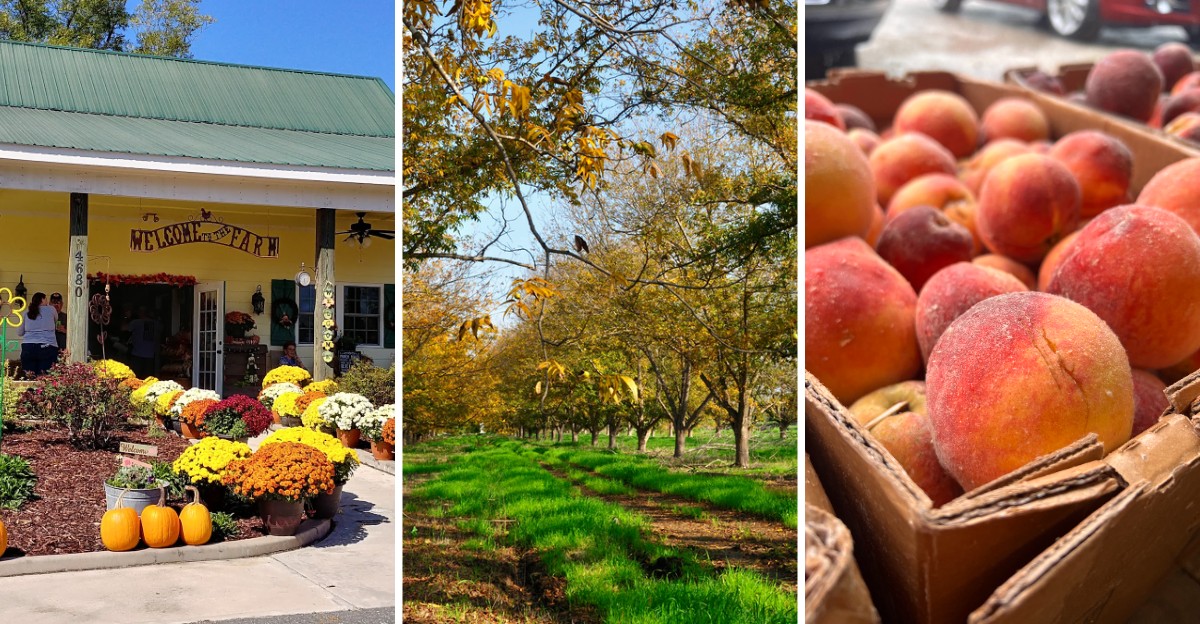 Food Lovers Will Want To Stop At All 8 Of These North Carolina Farm Stands