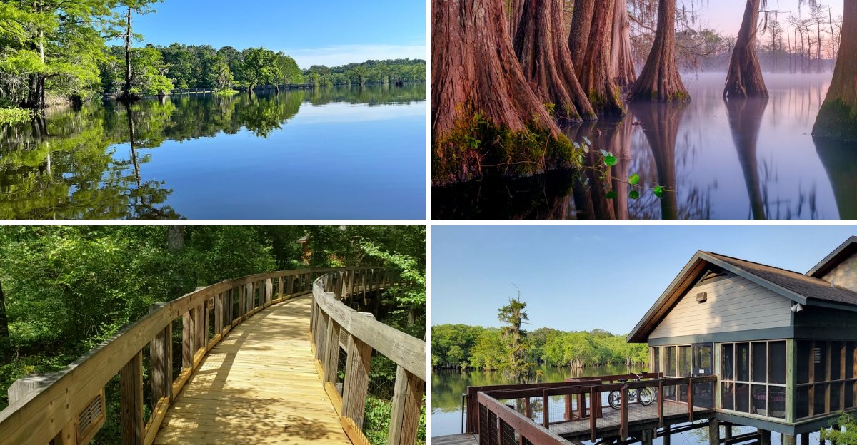 This Hidden Louisiana State Park Wraps Its Trails Around A Cypress Swamp Full Of Wildlife