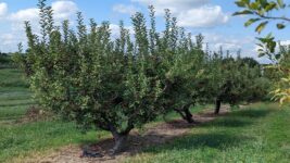 Here Are 8 Missouri Apple Orchards Where You Fill A Bag Straight Off The Tree