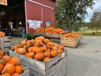 9 Maryland Farm Markets Where The Fall Pumpkins And Cider Roll In By The Wagonload